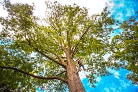 Trusted Cadott, WI  Tree Services Experts